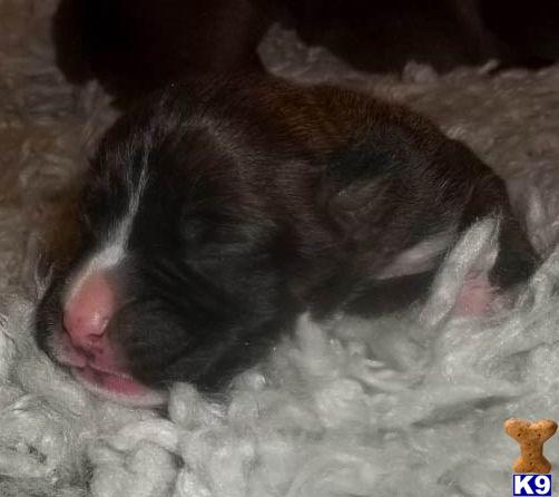 Puppies in Mesa