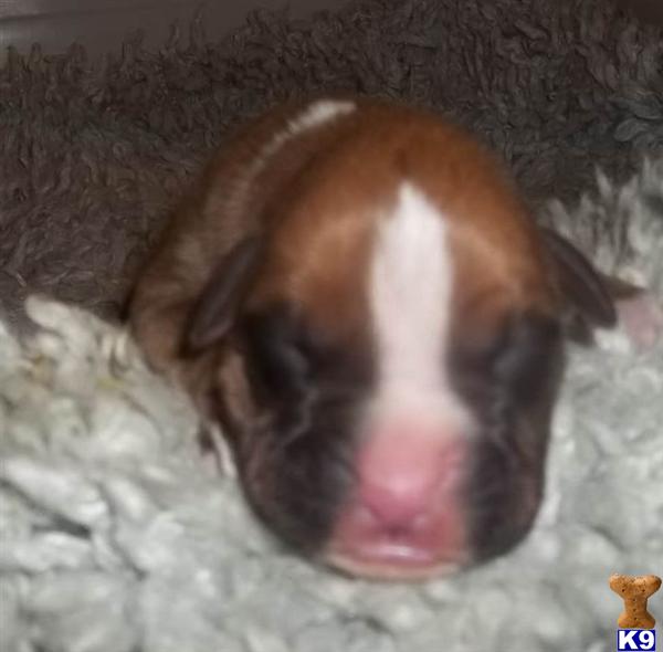 Puppies in Mesa
