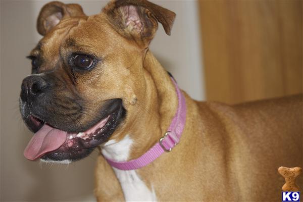 Dogs for Sale