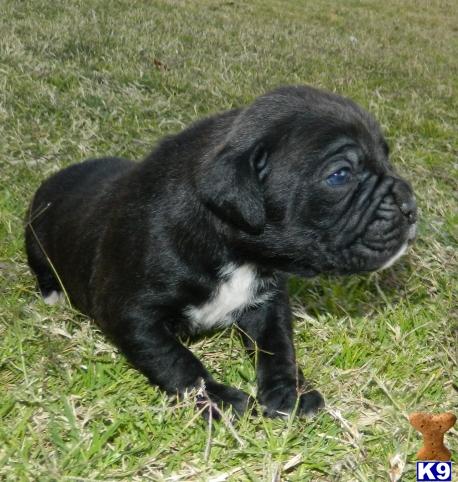 boxer puppies az document moved boxer puppies az document moved