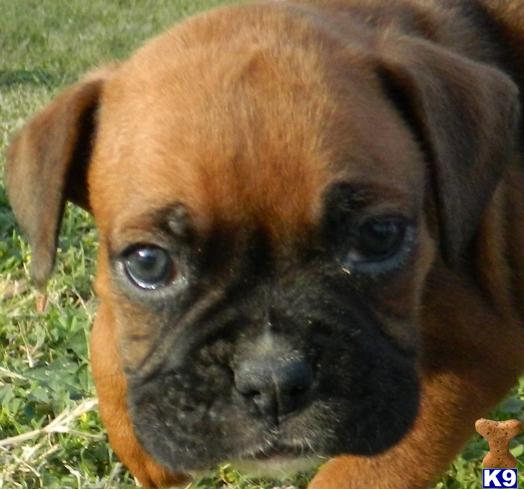 boxer puppies az document moved boxer puppies az document moved