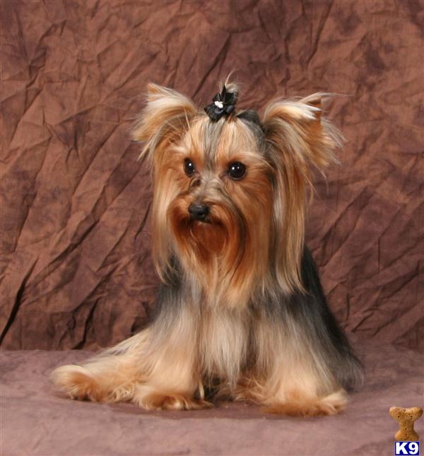 Stud Dogs - Yorkshire Terrier