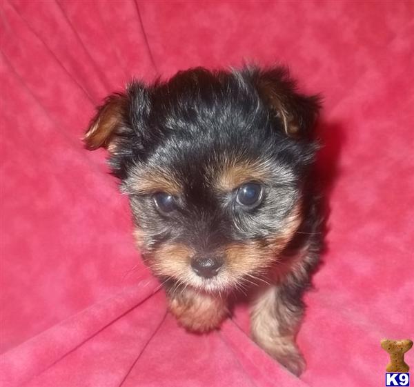 Puppies in Mesa