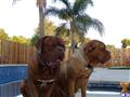 Dogue De Bordeaux