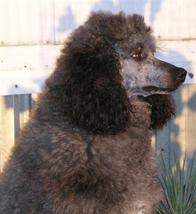 Dogs - Poodle