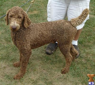 Stud Dogs - Poodle