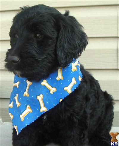 Goldendoodles Puppies for Sale