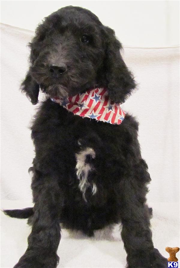 Puppies in OH