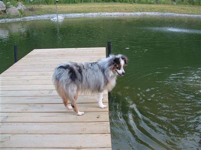 Stud Dogs - Australian Shepherd