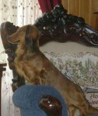 Stud Dogs - Dachshund