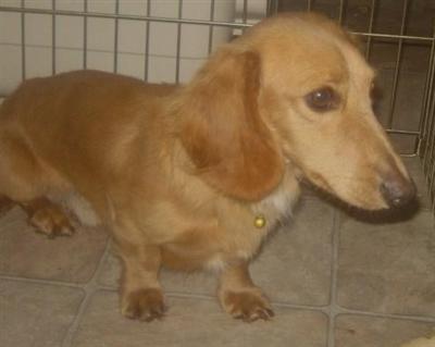 Stud Dogs - Dachshund