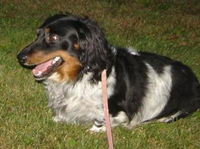 Stud Dogs - Dachshund