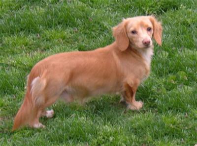 Stud Dogs - Dachshund