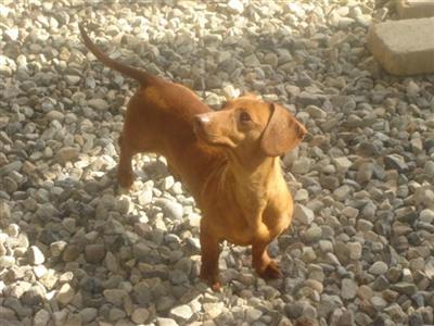 Dogs for Sale in NY