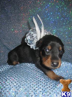 Puppies in Hesperia