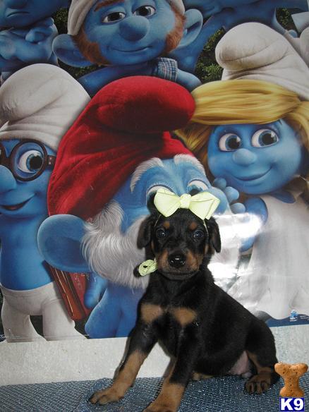 Puppies in Hesperia