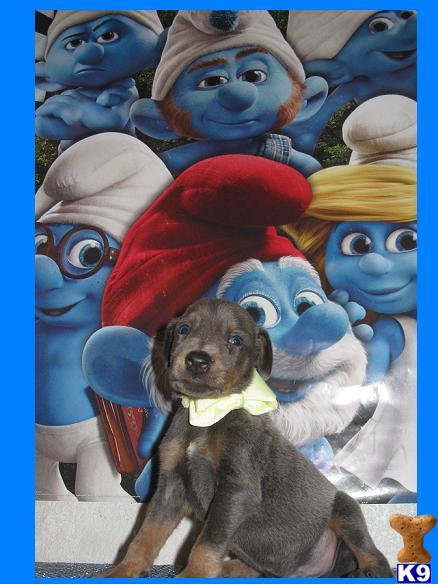 Puppies in Hesperia