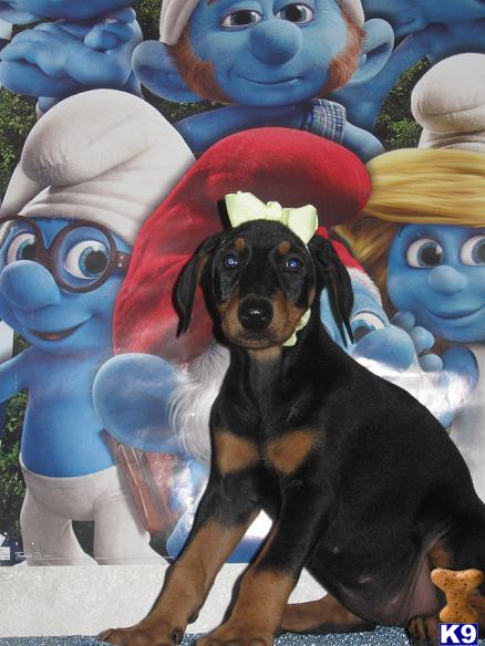 Puppies in Hesperia