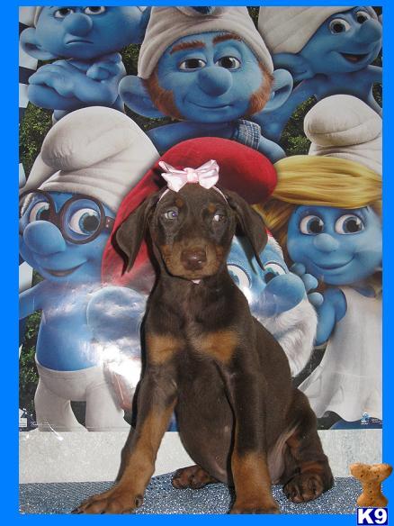 Puppies in Hesperia