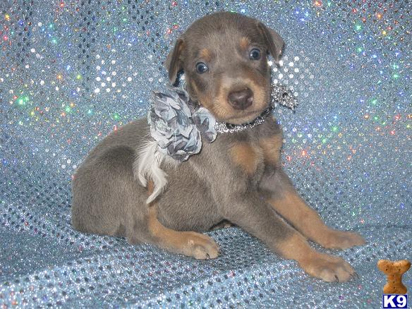 Puppies in Hesperia