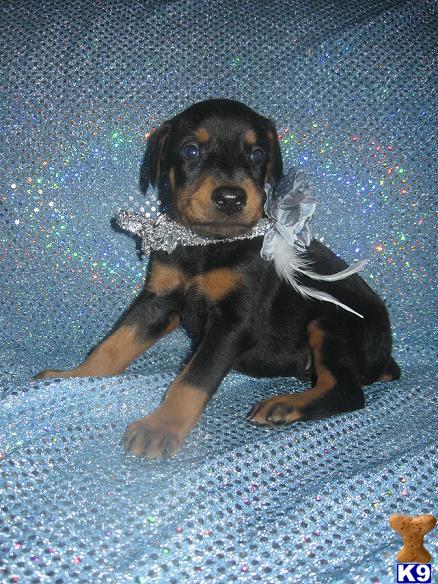 Puppies in Hesperia