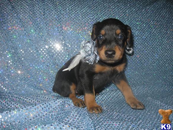 Puppies in Hesperia