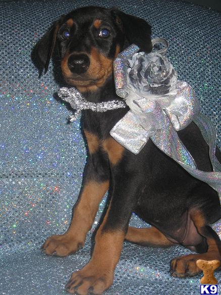 Puppies in Hesperia