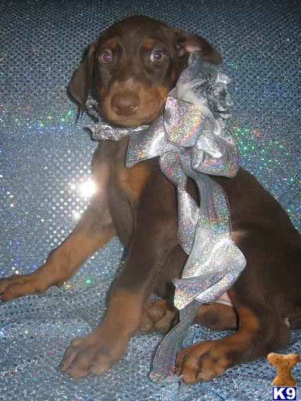 Puppies in Hesperia