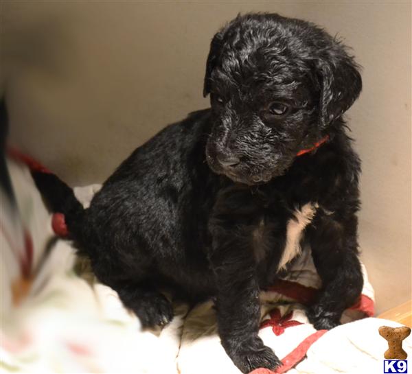 goldendoodle puppies nc document moved goldendoodle puppies nc document moved