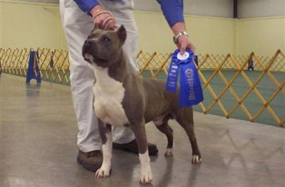 Stud Dogs in NC