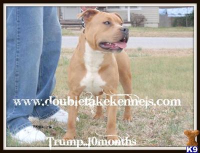 Dogs for Sale in NC