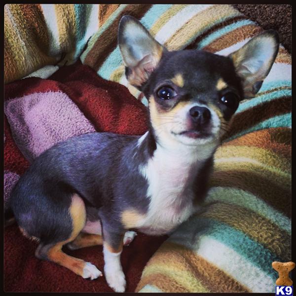 Stud Dogs - Chihuahua