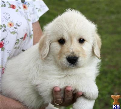 Labradoodle Puppies in FL