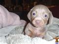 Dachshund