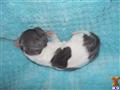Dachshund