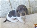 Dachshund