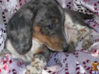 Puppies in MO