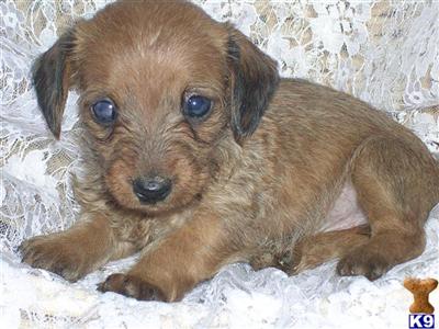 Small Dogs