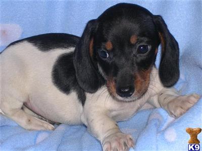 Dachshund Puppies for Sale