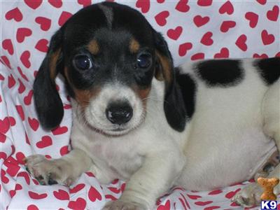 Dachshund Puppies for Sale