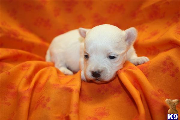 Puppies in Marshfield
