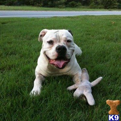 Stud Dogs in AR