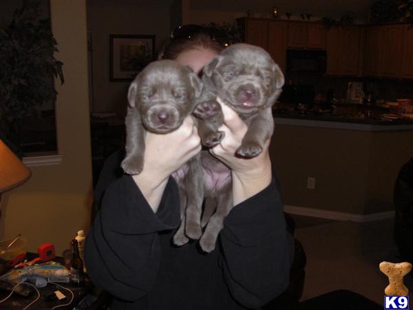 Puppies in Keller