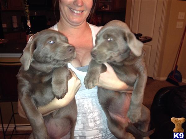 Puppies in Keller