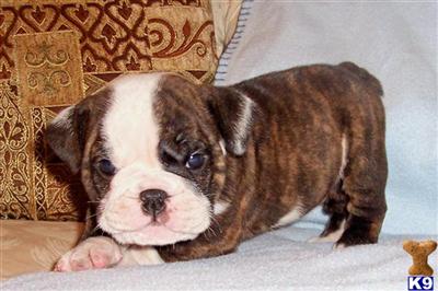 Bulldog Puppies for Sale