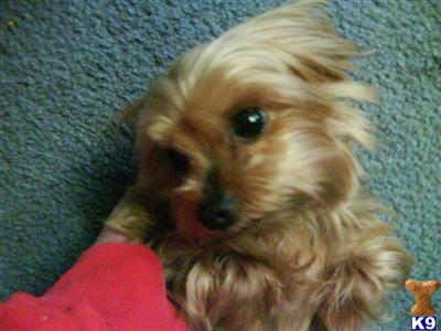 Stud Dogs - Yorkshire Terrier