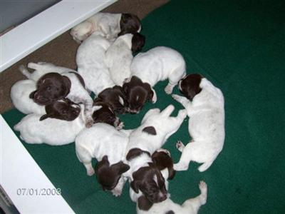 Puppies in GA