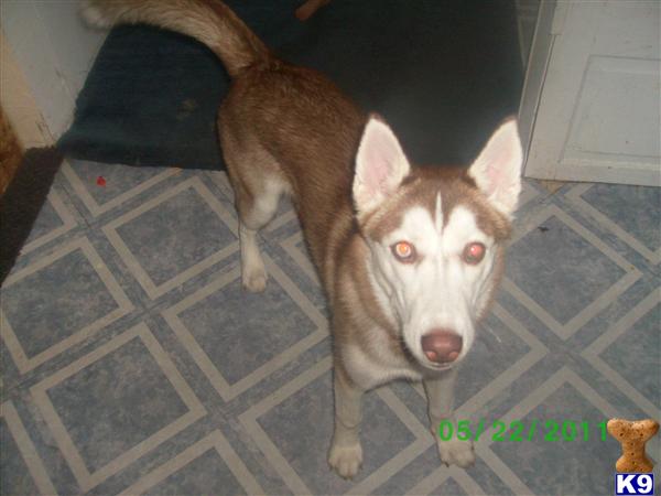 Dogs for Sale in OH Dogs for Sale in OH