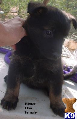 German Shepherd Puppies for Sale