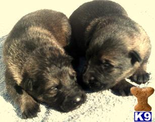 Puppies in AZ